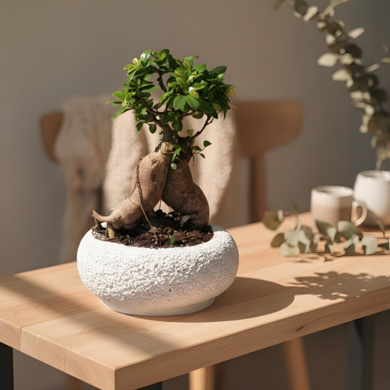 Bonsai Tree Small